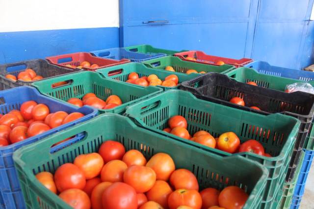 retenciondetomatesmercadodavid