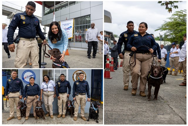 canino 3
