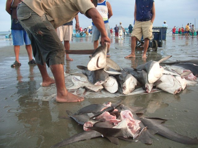 pesca ilegal