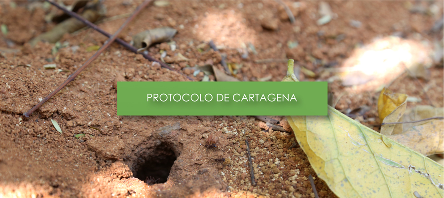 2 Protocolo De Cartagena
